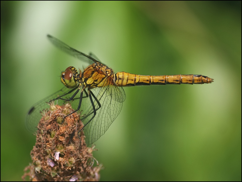 2007-06-19_Bloedrode_heidelibel_v_-_Gasterse duinen.jpg